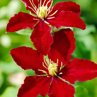 Clematis flower Clematis spp. bright red seeds for planting in vertical gardens or climbing trellises