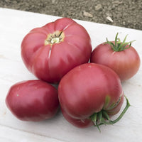 Heirloom Tomato Collection – Organic Seed