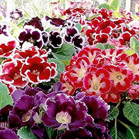Gloxinia Flower Seeds for Home Garden Bonsai