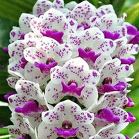 White Cymbidium Orchid Elegant Flower - for planting in home garden