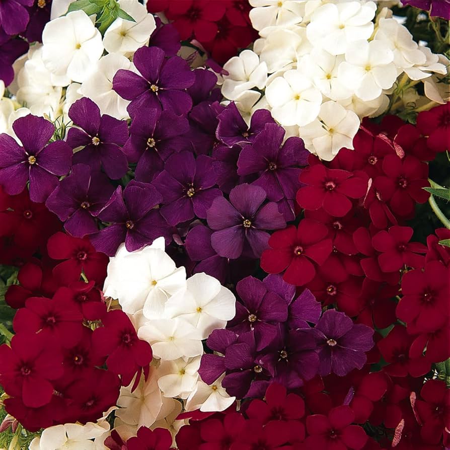 Phlox seeds (21st Century Patriot Mix, annual) producing low-growing clusters of star-shaped red, white, and blue flowers perfect for flower beds