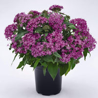 Pentas (flower Pentas lanceolata Graffiti Violet star-shaped flower) for planting in garden