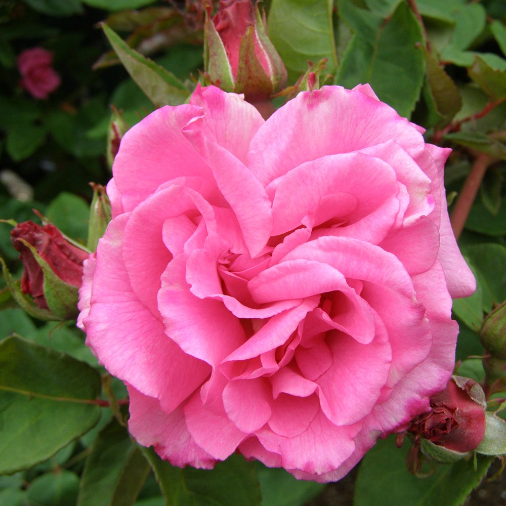 Zephirine Drouhin Rose Pink Rose Flower Seeds