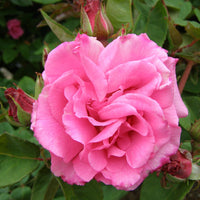 Zephirine Drouhin Rose Pink Rose Flower Seeds