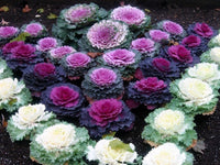 Flowering Kale ‘Coral Queen Red’ seeds – ornamental cool-season annual