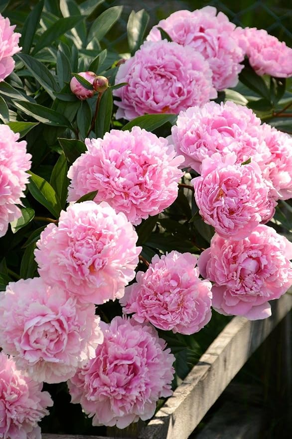 Rare Pink Flower - for planting in home garden