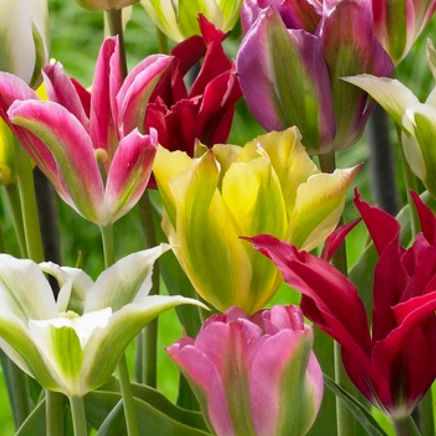 Edge of Enchantment Tulip Mixture Seeds
