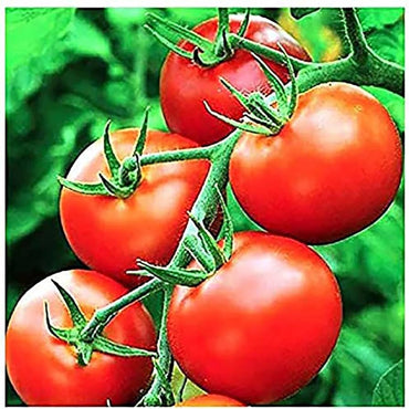 Moneymaker tomato Solanum lycopersicum heirloom vegetable seeds for planting in kitchen garden or balcony pots