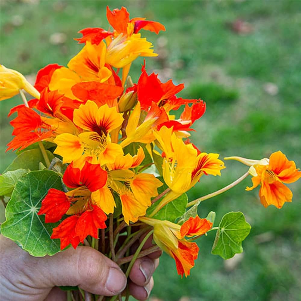 Rainbow Scented Climbing Nasturtium Colorful Flower Seeds
