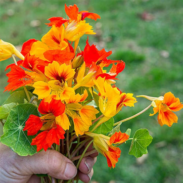 Rainbow Scented Climbing Nasturtium Colorful Flower Seeds