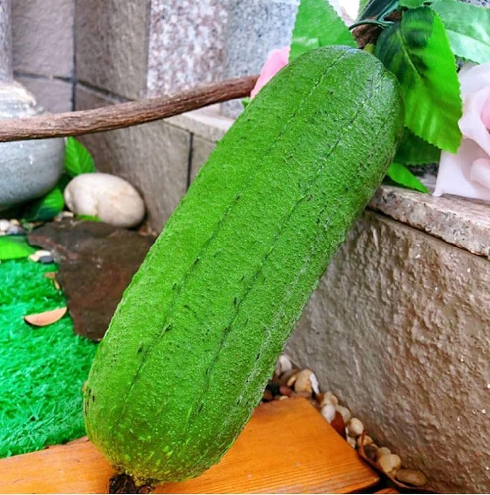 Pure meat loofah plant grown from seeds with long, smooth gourds ideal for culinary or sponge use