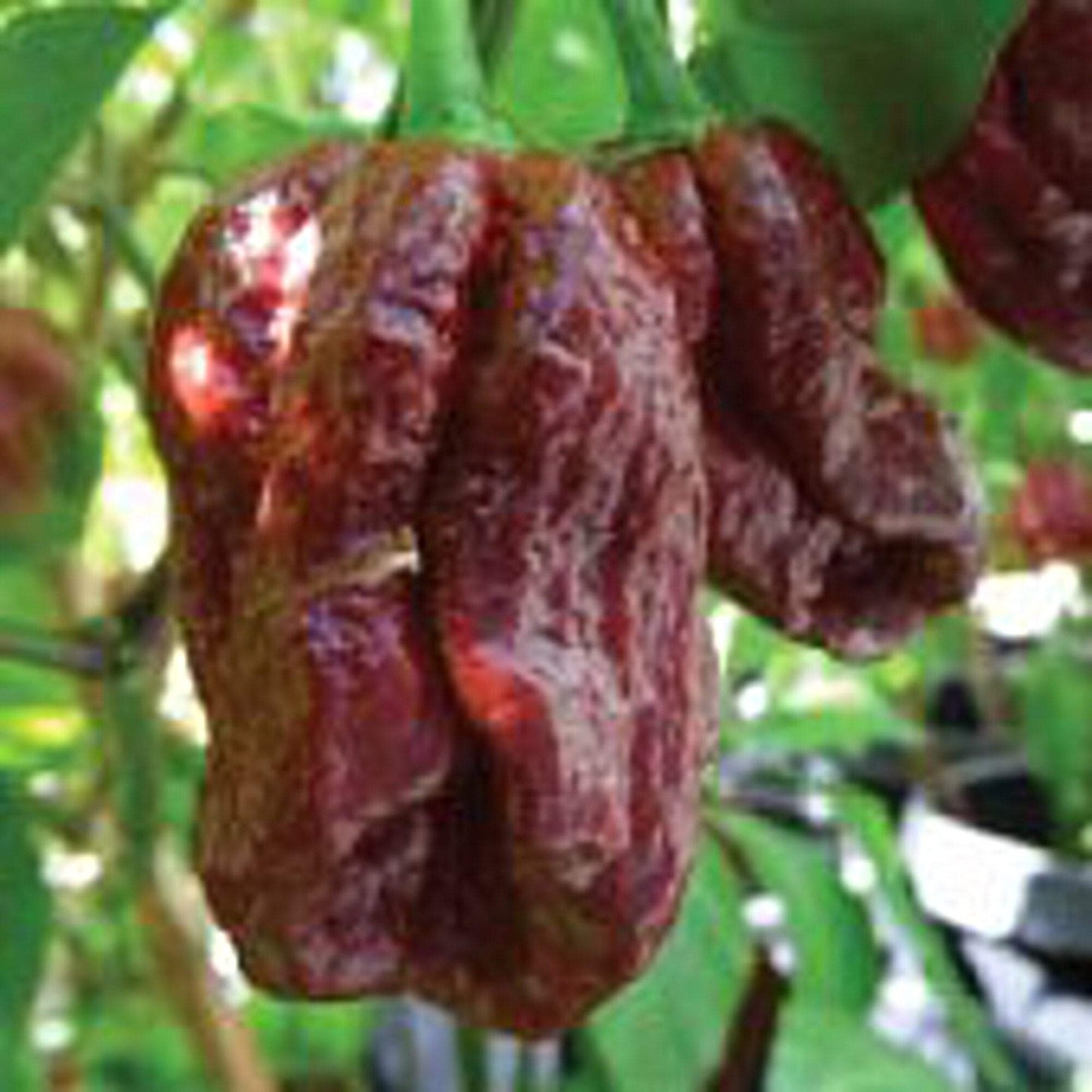Trinidad 7 Pot Douglah Pepper Capsicum Chinense Vegetable Seeds for Planting in Home Garden and Warm Climates