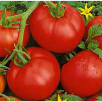 Boxcar Willie tomato seeds Lycopersicon lycopersicum for classic heirloom gardening