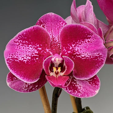 Phalaenopsis Orchid Seeds for Indoor Gardening