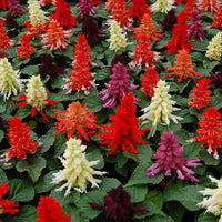 Salvia- Early Bonfire