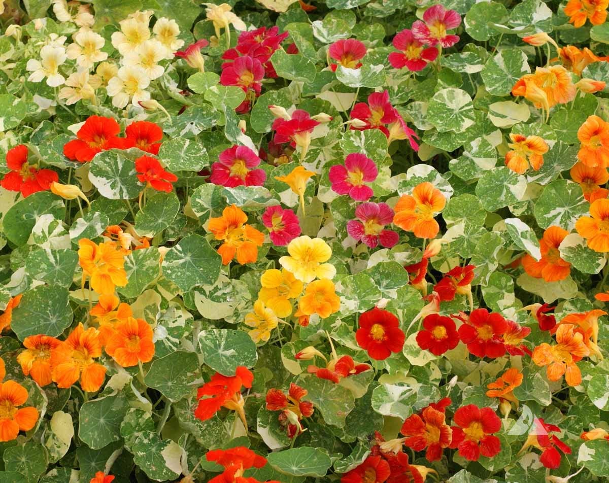 Dwarf (nasturtium Tropaeolum majus alaska-gold flower) for planting in garden