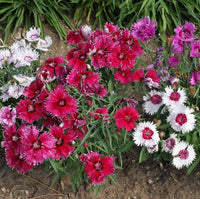 Dianthus- Baby Doll Mix