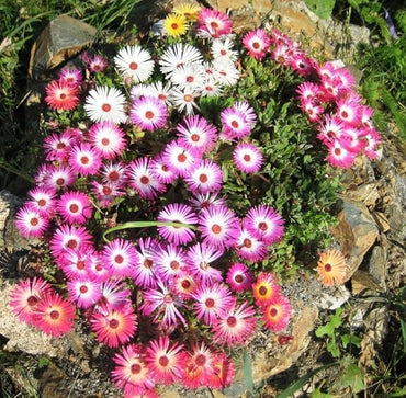 Orange Flora and Daisy Ice Flow Iceplant Flower Seeds