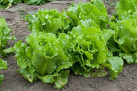 Grazion – Lettuce Seed