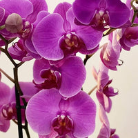 Purple Butterfly Orchid flower seeds – heirloom, non-GMO seeds for planting