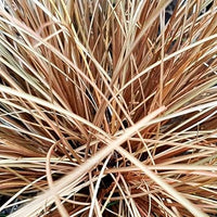 Carex (Carex scientific name) for planting in garden