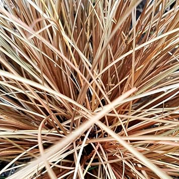 Carex (Carex scientific name) for planting in garden