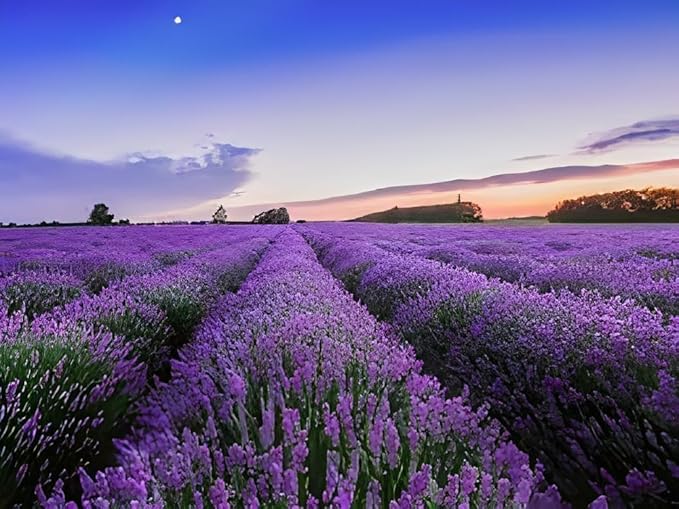 Seedling 5 Pack- Lavender- Aromatico Blue