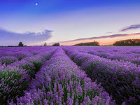 Seedling 5 Pack- Lavender- Aromatico Blue