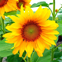 Wild (sunflower Helianthus annuus grauer streifen) for planting in garden