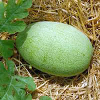 Charleston gray watermelon Citrullus lanatus fruit seeds for planting in home garden or summer backyard planting