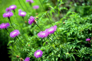 American basketflower Centaurea americana flower seeds for planting in garden beds or ornamental pots