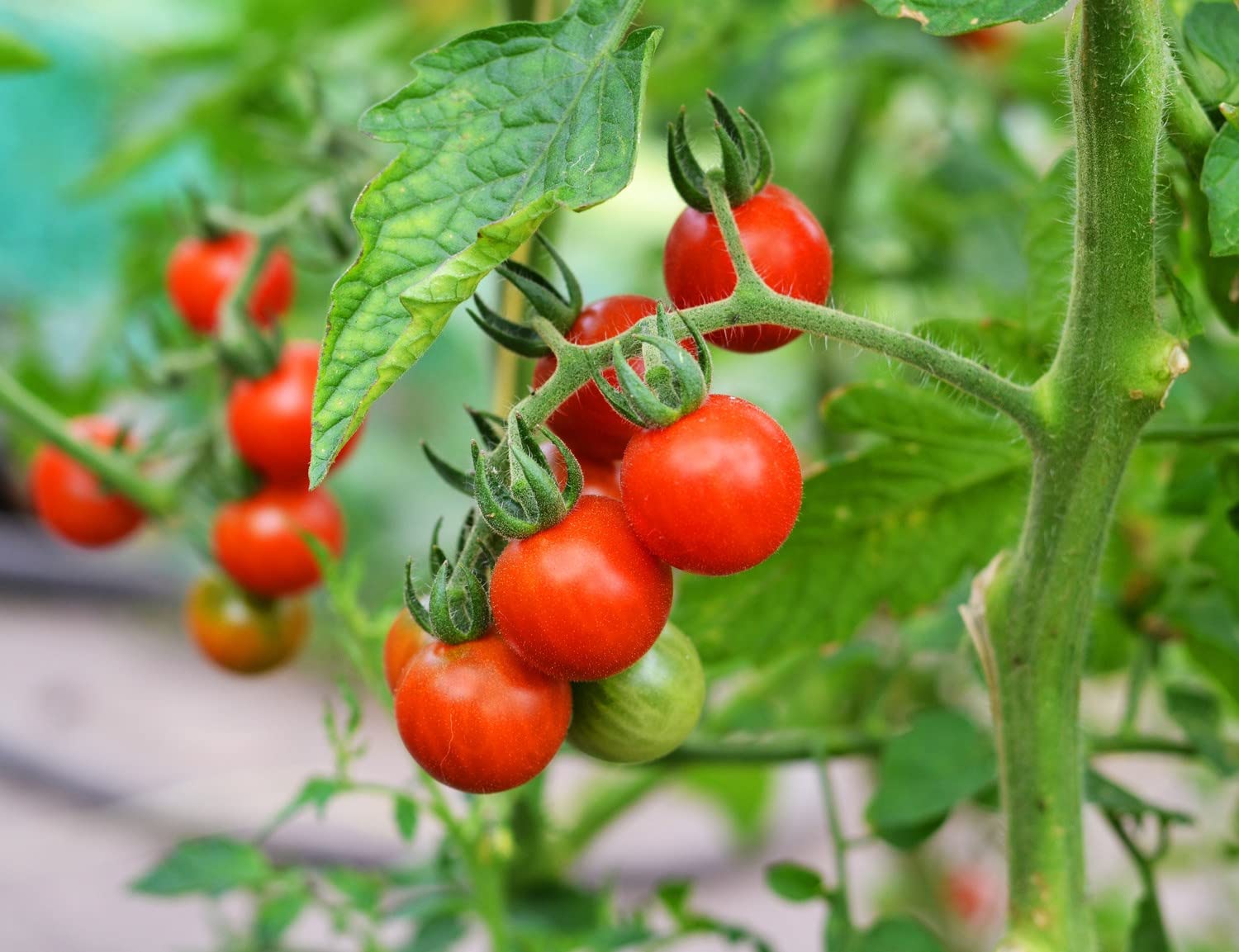 Glacier tomato plant grown from organic and conventional seeds with small, red fruits and cold tolerance