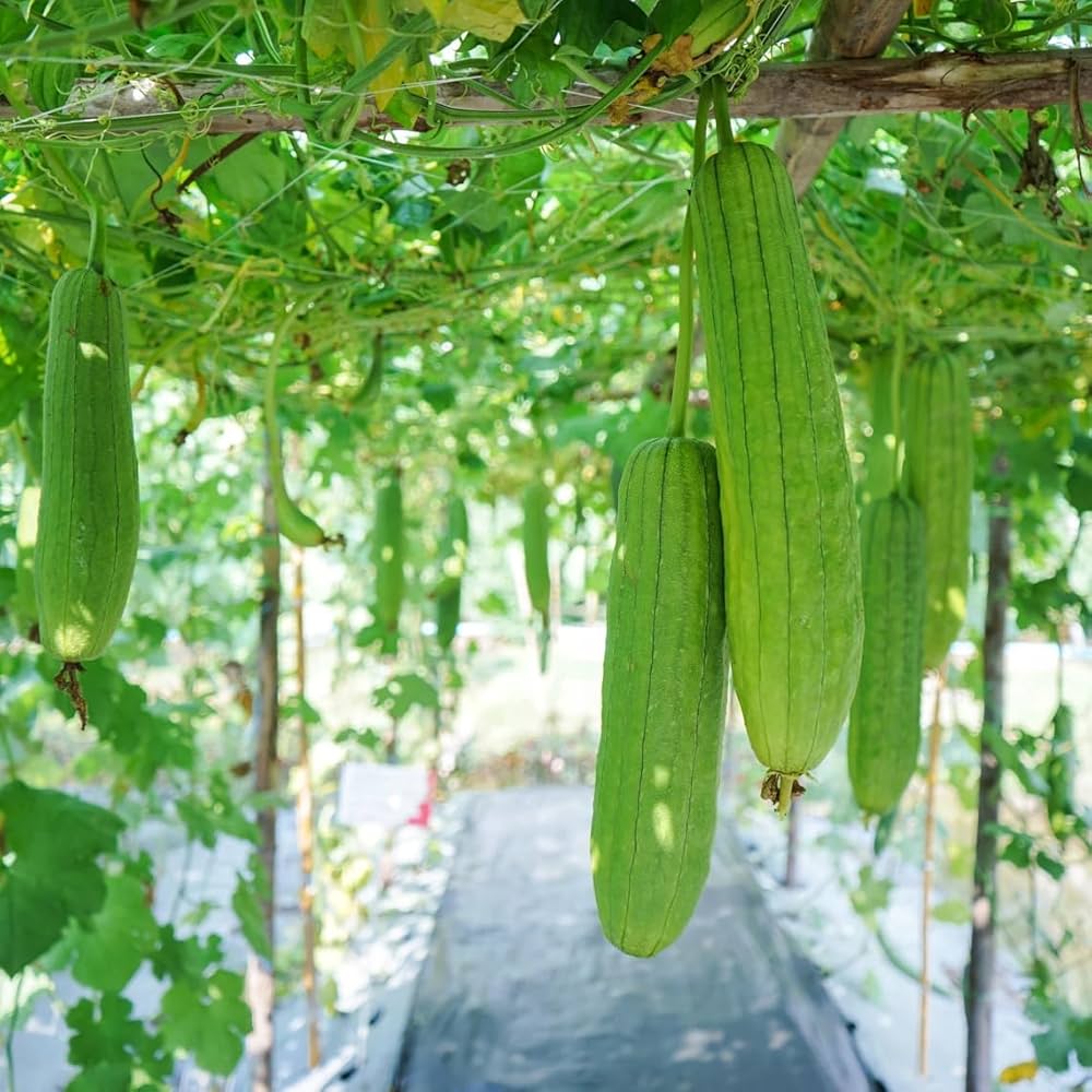 Luffa- Sponge Gourd