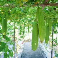 Luffa- Sponge Gourd