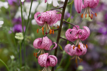 Lilium Martagon Flower Seeds Heirloom Non GMO Planting - 100