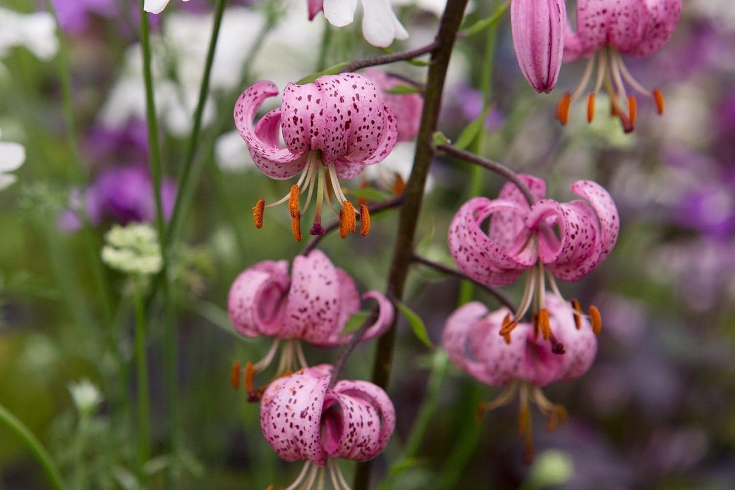 Lilium Martagon Flower Seeds Heirloom Non GMO Planting - 100 for planting in home garden