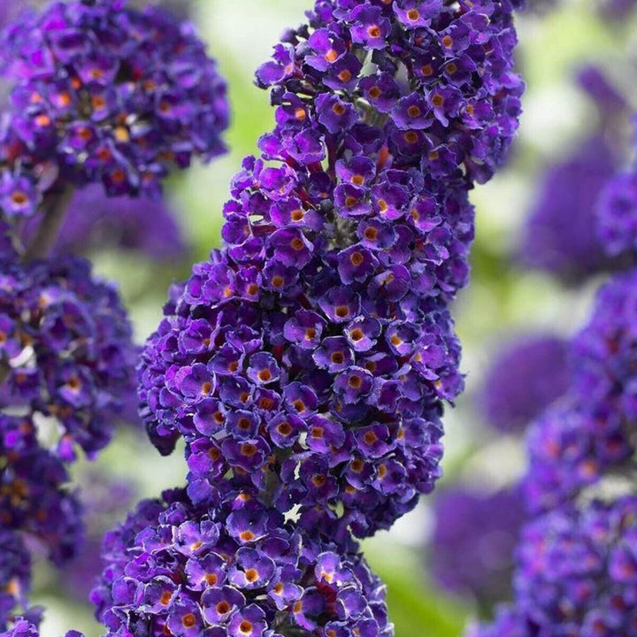 Blue Butterfly Bush Buddleia Davidii Seeds for Planting – Attract Pollinators, Non-GMO