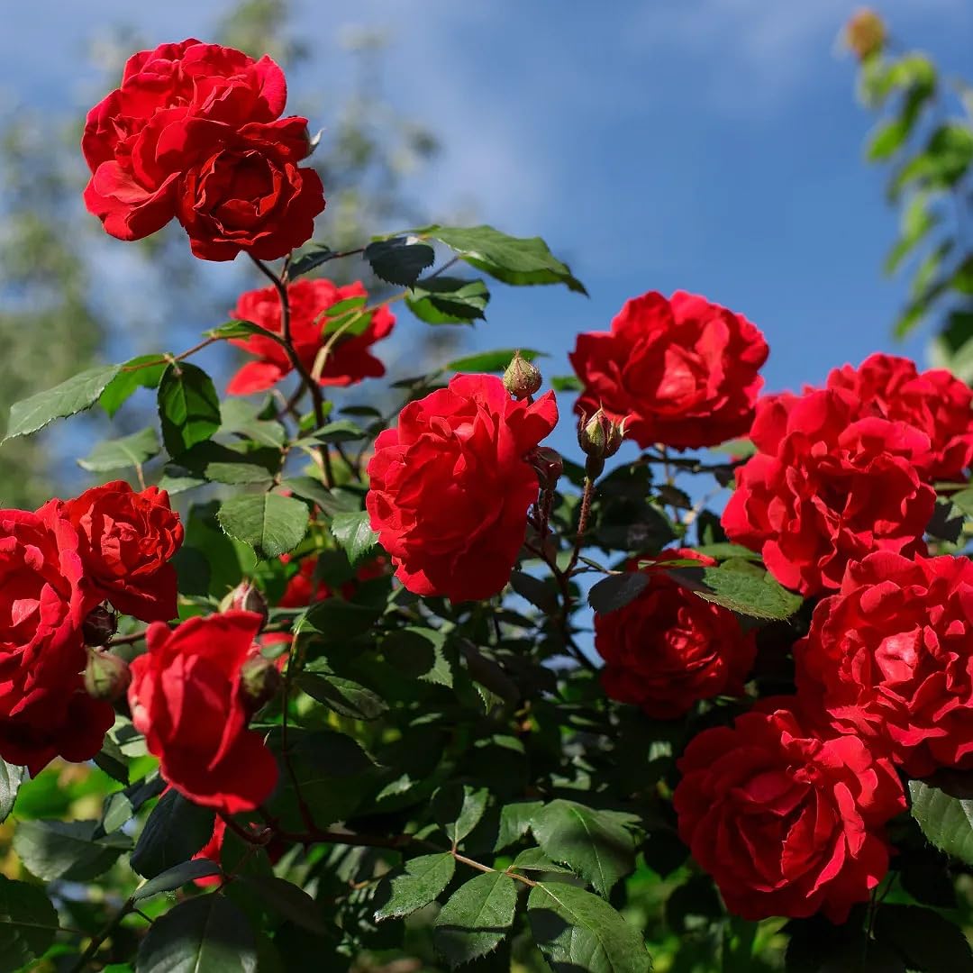 Rose Red Perennial Flower Seeds for Garden