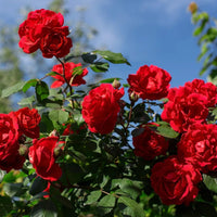 Rose Red Perennial Flower Seeds for Garden