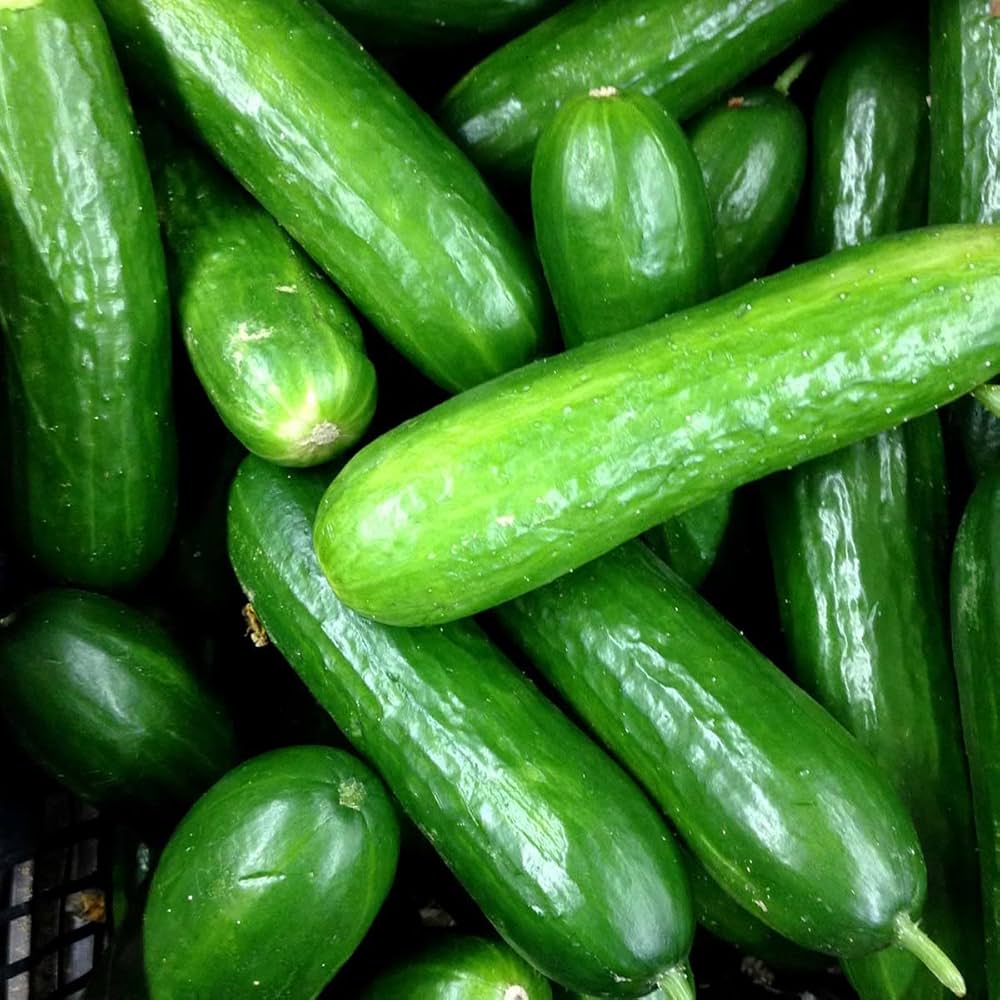 Large Cucumber Heirloom Vegetable Seeds