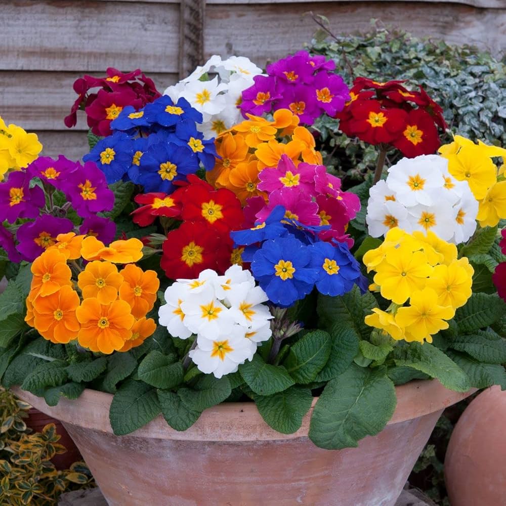 Common Blue Primrose flower seeds – soft blue early-blooming annual