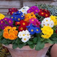 Common Blue Primrose flower seeds – soft blue early-blooming annual