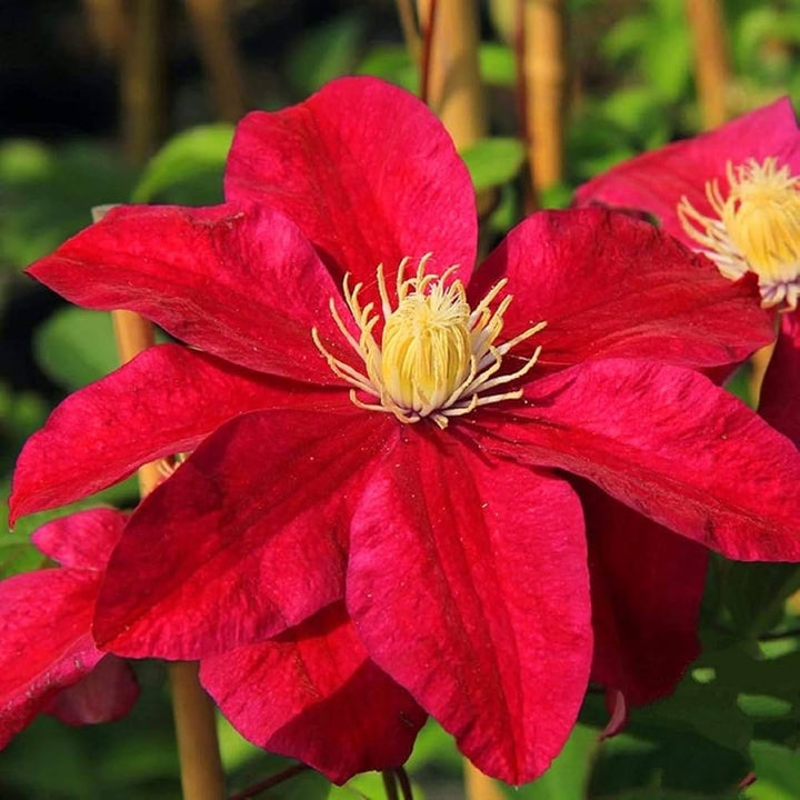 Heirloom Non-GMO Red White Clematis Flower Seeds for Planting – Climbing Vine Seeds