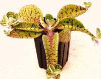 Kalanchoe Gastonis Flower Seeds – Heirloom Non-GMO Seeds for Succulent and Indoor Garden Planting - Gastonis for planting in home garden