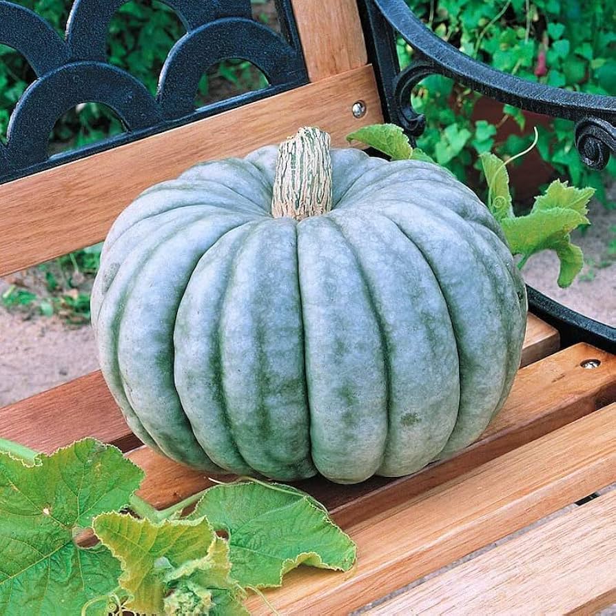 Heirloom - Blister for planting in home garden