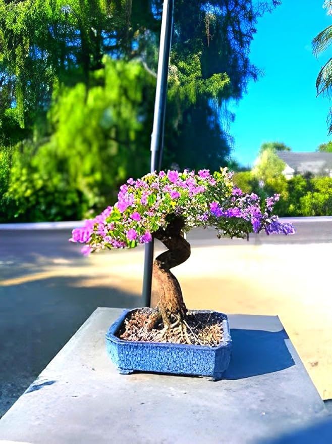 Heirloom Non-GMO Bonsai Tree Seeds for Planting – Miniature Ornamental Tree Seeds
