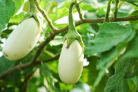Brinjal Hybrid White Vegetable Seeds