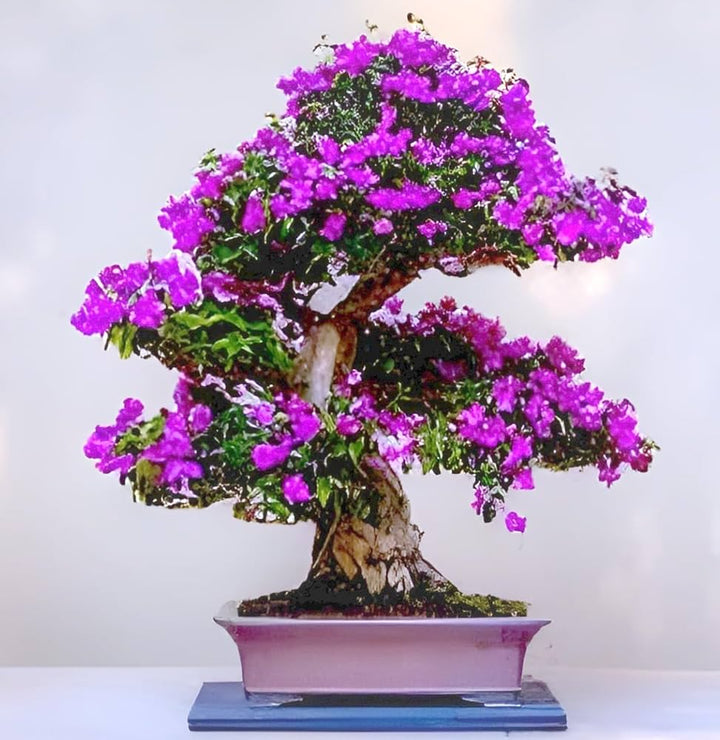 Heirloom Non-GMO Bonsai Tree Seeds for Planting – Miniature Ornamental Tree Seeds