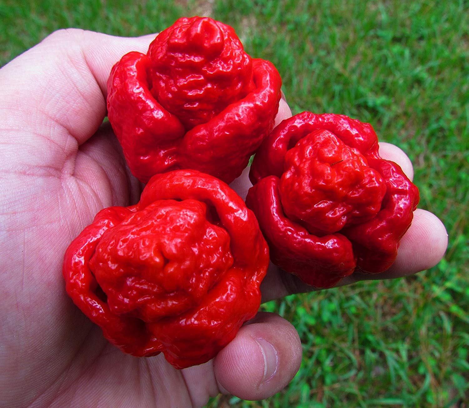 Trinidad - Pepper for planting in home garden