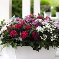 Pentas flower Pentas lanceolata Graffiti Violet star-shaped flower seeds for planting in sunny garden beds